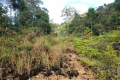 Batu Lawi - Logging road (Dan Quinn, July 2024)