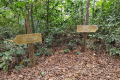 Benum - Junction for Lata Bujang (Dan Quinn, July 2024)