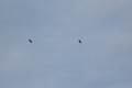 DSCN4961