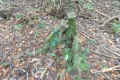 DSCN0591