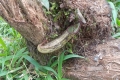 DSCN6181