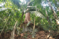 Tree growing on boulder on the way up Arang Para (Dan Quinn, July 2024)