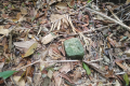 A simple stone marker at the boundary of Arang Para (Dan Quinn, July 2024)