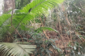 Dense vegetation on the way up Arang Para (Dan Quinn, July 2024)