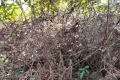 Thick vegetation near the top of Arang Para (Dan Quinn, July 2024)