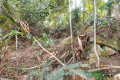 What remains of the stone walls of The Hermitage on Arang Para (Dan Quinn, July 2024)