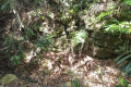 What remains of the stone walls of The Hermitage on Arang Para (Dan Quinn, July 2024)