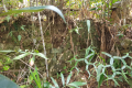 What remains of the stone walls of The Hermitage on Arang Para (Dan Quinn, July 2024)