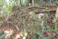 What remains of the stone walls of The Hermitage on Arang Para (Dan Quinn, July 2024)