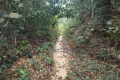 Bukit Lagong - a side trail leading up to the true summit (Dan Quinn, August 2024)