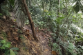 Bukit Lagong - forest trail (Dan Quinn, August 2024)