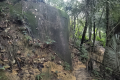 Bukit Lagong - forest trail (Dan Quinn, August 2024)