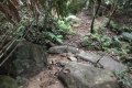 Bukit Lagong - forest trail (Dan Quinn, August 2024)