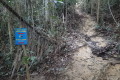 Bukit Lagong - trail junction (Dan Quinn, August 2024)