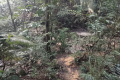Bukit Lagong - forest trail (Dan Quinn, August 2024)