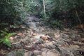 Bukit Lagong - forest trail (Dan Quinn, August 2024)