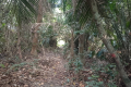Bukit Lagong - forest trail (Dan Quinn, August 2024)