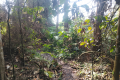 Bukit Lagong - near the summit (Dan Quinn, August 2024)