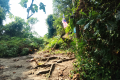 Bukit Lagong - collapsed beirut at the summit (Dan Quinn, August 2024)