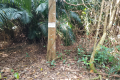 Bukit Lagong - secondary peak Bukit Nolang (Dan Quinn, August 2024)