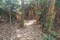 Bukit Lagong - trail near Bukit Nolang (Dan Quinn, August 2024)