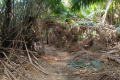 Bukit Lagong - trail near Bukit Nolang (Dan Quinn, August 2024)