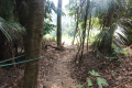 Bukit Lagong - descending to one of a couple of popular viewpoints (Dan Quinn, August 2024)