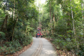 Bukit Timah trail (Dan Quinn, March 2019)