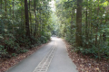 Bukit Timah trail (Dan Quinn, March 2019)