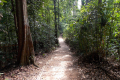 Bukit Timah trail (Dan Quinn, March 2019)