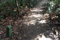 Bukit Timah trail (Dan Quinn, March 2019)