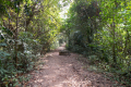 Bukit Timah extension to Upper Peirce Reservoir and MacRitchie Reservoir (Dan Quinn, March 2019)