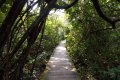 Bukit Timah extension to Upper Peirce Reservoir and MacRitchie Reservoir (Dan Quinn, March 2019)