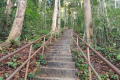 Bukit Unyang - steps near the waterfalls (Dan Quinn, August 2024)