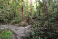 Bukit Unyang - the trail to the top (Dan Quinn, August 2024)