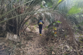Bukit Unyang - vegetation on the trail (Dan Quinn, August 2024)