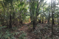 Bukit Unyang - vegetation on the trail (Dan Quinn, August 2024)