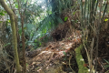 Bukit Unyang - more thick vegetation (Dan Quinn, August 2024)