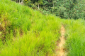 Gunung Bunga Buah -grassy area near the trailhead (Dan Quinn, August 2024)