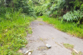 Gunung Bunga Buah -on the old Genting road (Dan Quinn, August 2024)