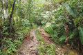 Gunung Bunga Buah -on the old Genting road (Dan Quinn, August 2024)