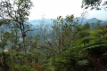 Gunung Bunga Buah - view from the old Genting road (Dan Quinn, August 2024)