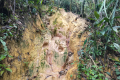 Gunung Bunga Buah - onto the proper trail (Dan Quinn, August 2024)