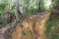Gunung Bunga Buah - onto the proper trail (Dan Quinn, August 2024)