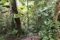 Gunung Bunga Buah - water point sign between the two checkpoint spots (Dan Quinn, August 2024)