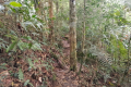 Gunung Bunga Buah - forest trail (Dan Quinn, August 2024)