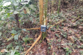 Gunung Bunga Buah - camera trap (Dan Quinn, August 2024)