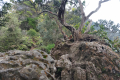 Gunung Bunga Buah - at Rock Garden (Dan Quinn, August 2024)