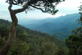 Gunung Bunga Buah - at Rock Garden (Dan Quinn, August 2024)