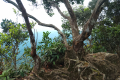 Gunung Bunga Buah - at Rock Garden (Dan Quinn, August 2024)